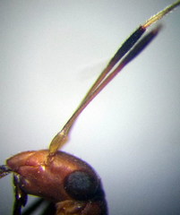 Myrmecoris gracilis