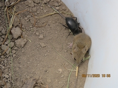 Reithrodontomys fulvescens