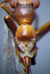 Myrmecoris gracilis
