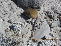 Reithrodontomys fulvescens