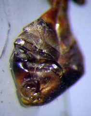 Myrmecoris gracilis