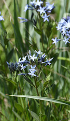Amsonia orientalis
