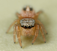 Phidippus pius
