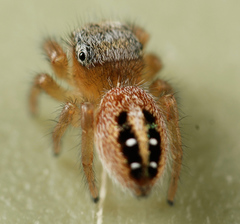 Phidippus pius