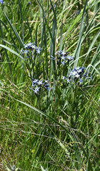 Amsonia orientalis