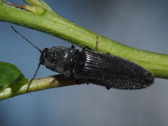 Hemicrepidius niger