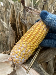 Stenocarpella maydis