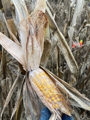 Stenocarpella maydis