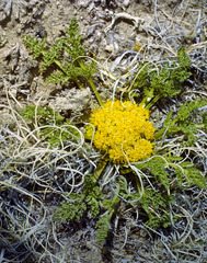 Lomatium foeniculaceum