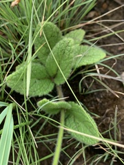 Stachys simplex