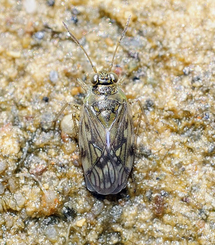 Pentacora sphacelata (Uhler, 1877)