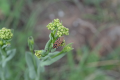 Spilostethus rivularis