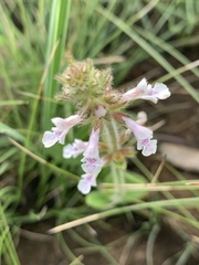 Stachys simplex