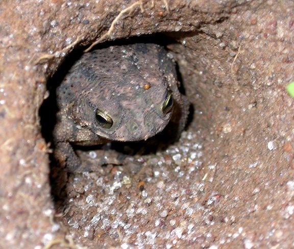 Panamanian Granular Toad