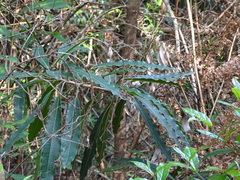 Faurea macnaughtonii