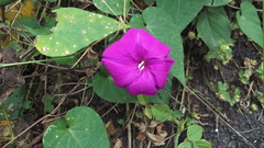 Ipomoea purga