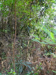 Faurea macnaughtonii