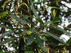 Faurea macnaughtonii