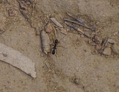 Camponotus natalensis