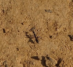Camponotus natalensis