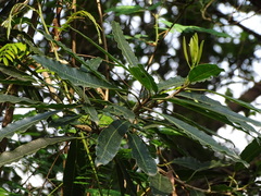 Faurea macnaughtonii