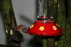 Lonchophylla robusta