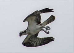 Pandion haliaetus