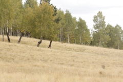 Habronattus cuspidatus