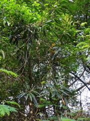 Faurea macnaughtonii