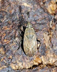 Peritrechus gracilicornis