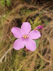 Drosera ericgreenii