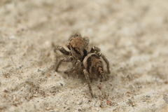 Habronattus festus