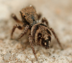 Habronattus festus