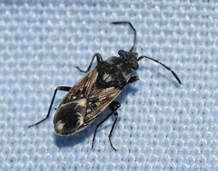 Peritrechus lundii