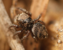 Habronattus festus