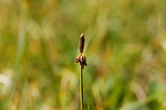 Carex nigricans