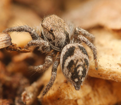 Habronattus festus