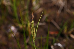Carex lenticularis