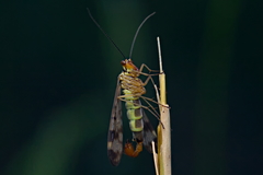 Panorpa cognata