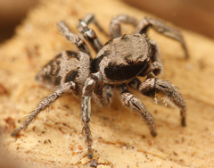 Habronattus festus