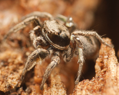 Habronattus cuspidatus