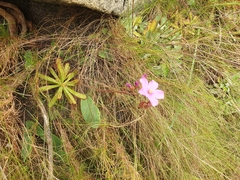 Drosera ericgreenii