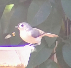 Baeolophus bicolor