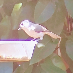 Baeolophus bicolor