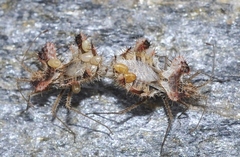 Phyllomorpha laciniata