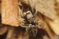 Habronattus cuspidatus