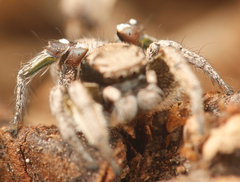 Habronattus festus