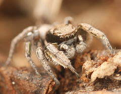 Habronattus festus