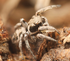 Habronattus festus