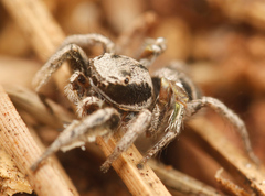 Habronattus cuspidatus
